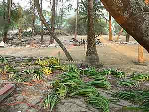 Цунами в Таиланде. Хроника событий конца декабря 2004 на Пхукете от Винского